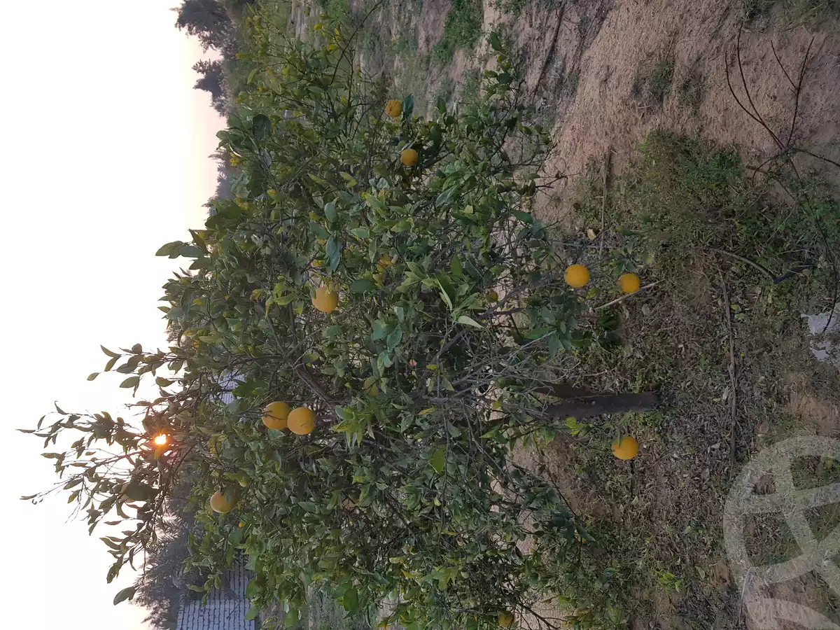 https://aqarmap.com.eg/ar/listing/2759550-for-sale-land-or-farm-ismailia