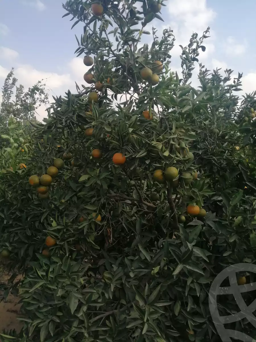 https://aqarmap.com.eg/en/listing/3871736-for-sale-ismailia-mntq-fr-y-blsm-yly