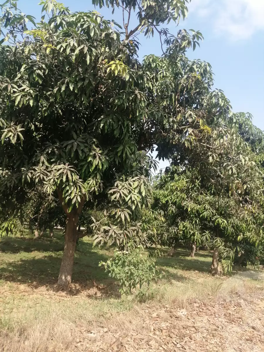 https://aqarmap.com.eg/en/listing/3871736-for-sale-ismailia-mntq-fr-y-blsm-yly