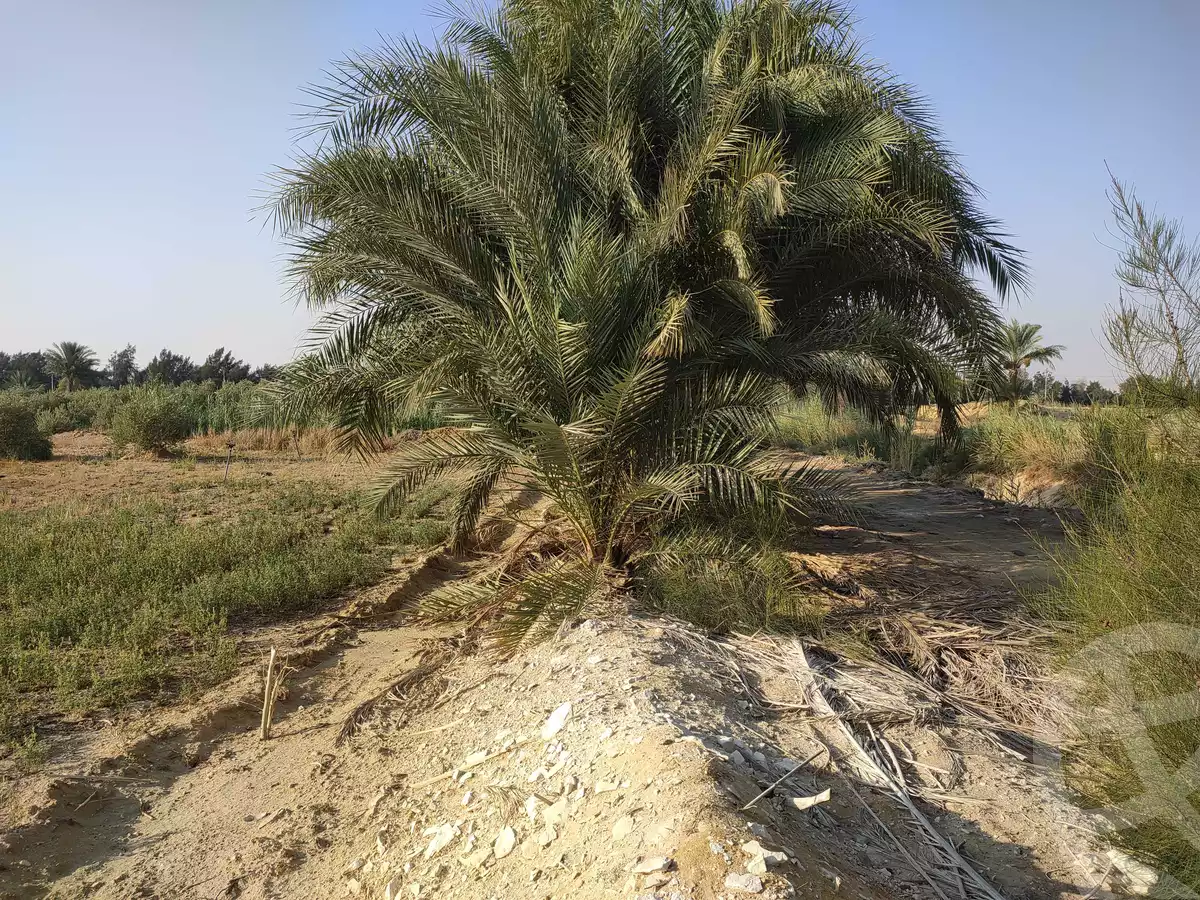 https://aqarmap.com.eg/ar/listing/4293224-for-sale-el-fayoum-yousef-el-sedeeq-yousef-el-sedeeq-city