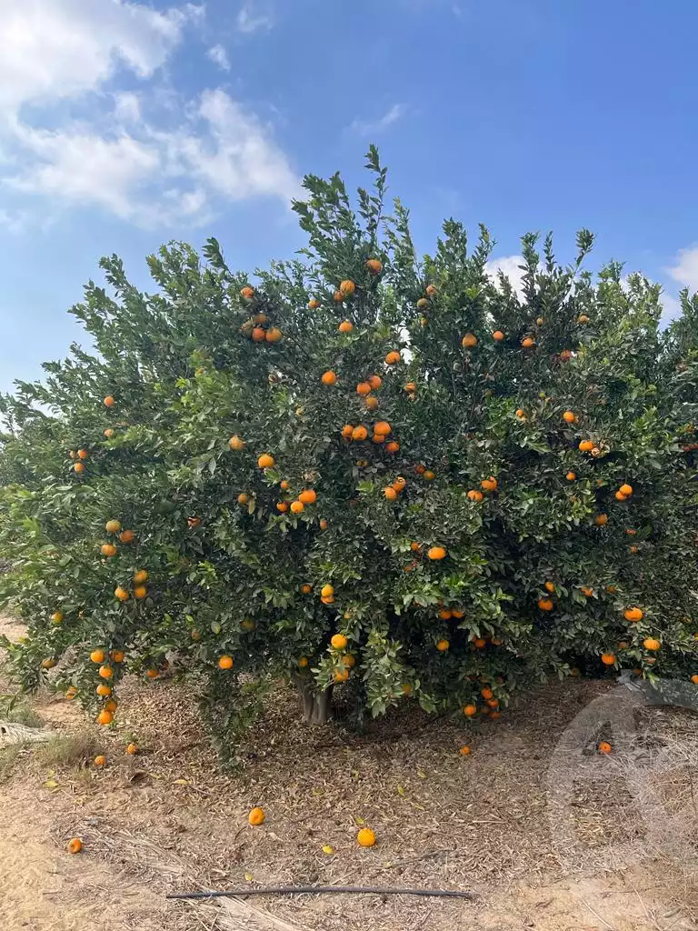 https://aqarmap.com.eg/ar/listing/3828548-for-sale-cairo-tryq-skndry-lzr-y