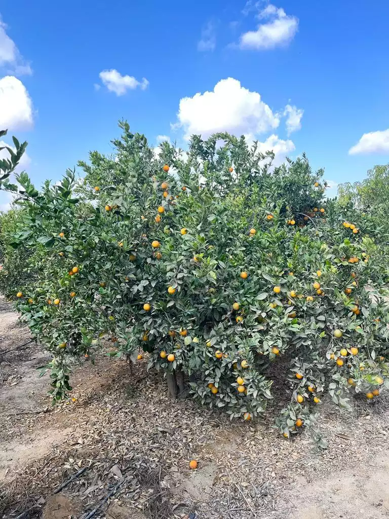 https://aqarmap.com.eg/ar/listing/3828548-for-sale-cairo-tryq-skndry-lzr-y