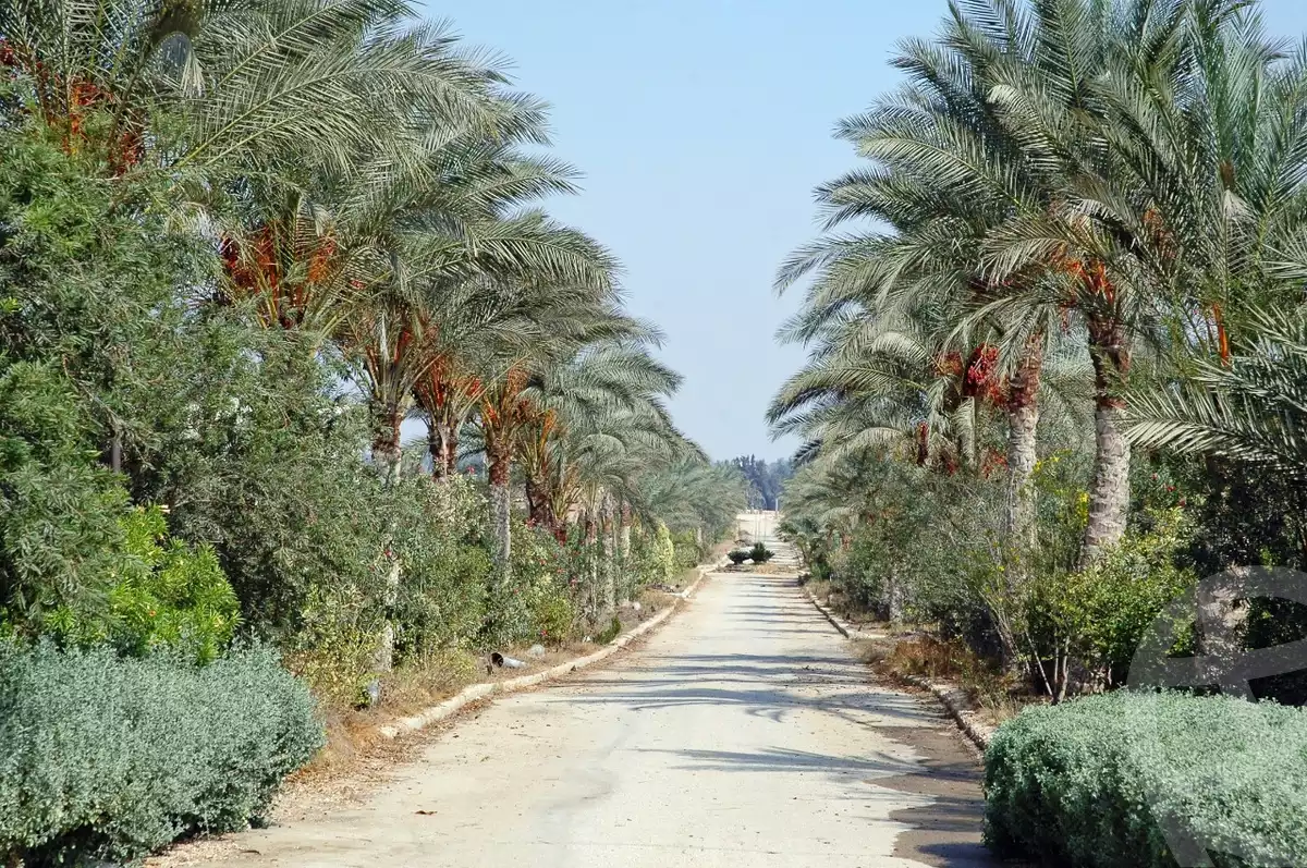 https://aqarmap.com.eg/ar/listing/3829867-for-sale-cairo-alex-cairo-desert-road-mdyn-sfnks-ljdyd
