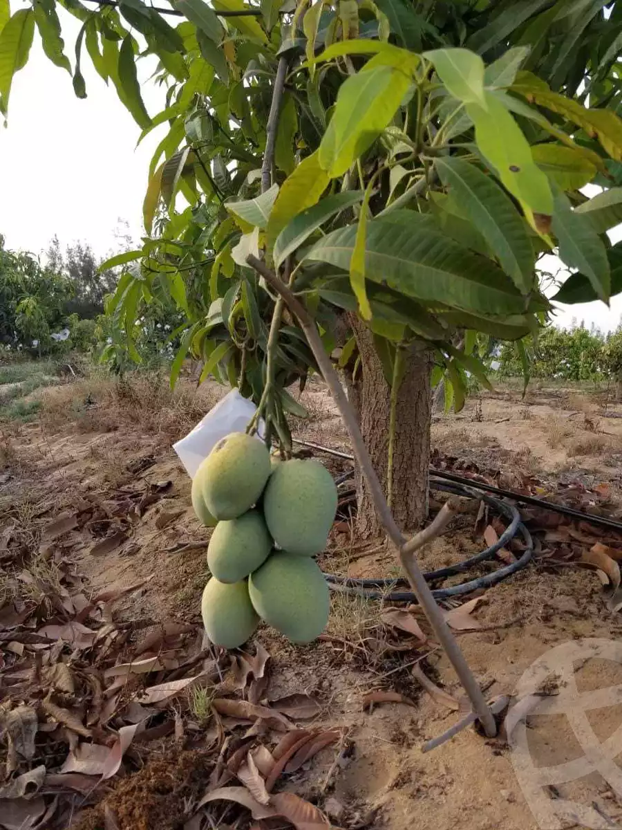 https://aqarmap.com.eg/en/listing/3836807-for-sale-ismailia-abu-sweer