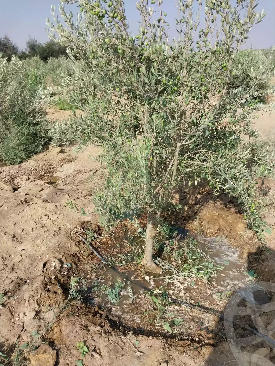 https://aqarmap.com.eg/ar/listing/4099584-for-sale-el-fayoum-tamiya-el-gomhoria