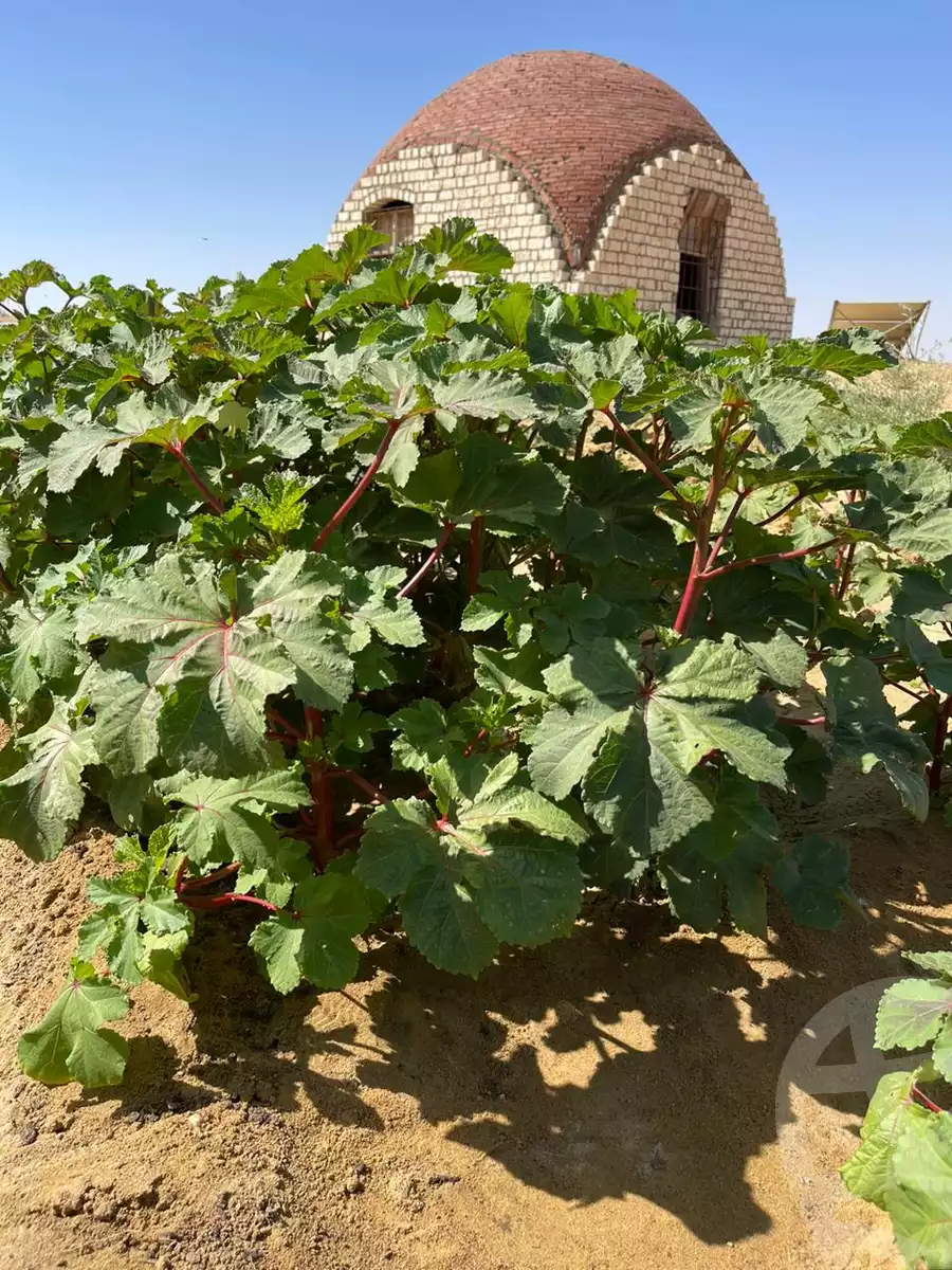 https://aqarmap.com.eg/ar/listing/4596142-for-sale-north-coast-new-alamein
