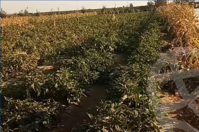 https://aqarmap.com.eg/en/listing/5216535-for-sale-beheira-wadi-el-natrun
