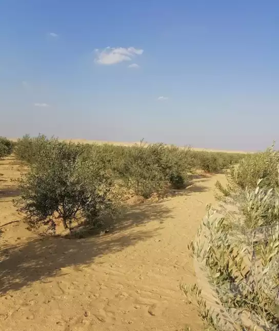 https://aqarmap.com.eg/en/listing/5330223-for-sale-el-fayoum-tamiya