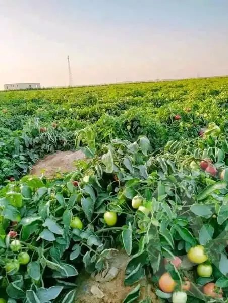 https://aqarmap.com.eg/ar/listing/5331052-for-sale-el-fayoum-lfywm-ljdyd