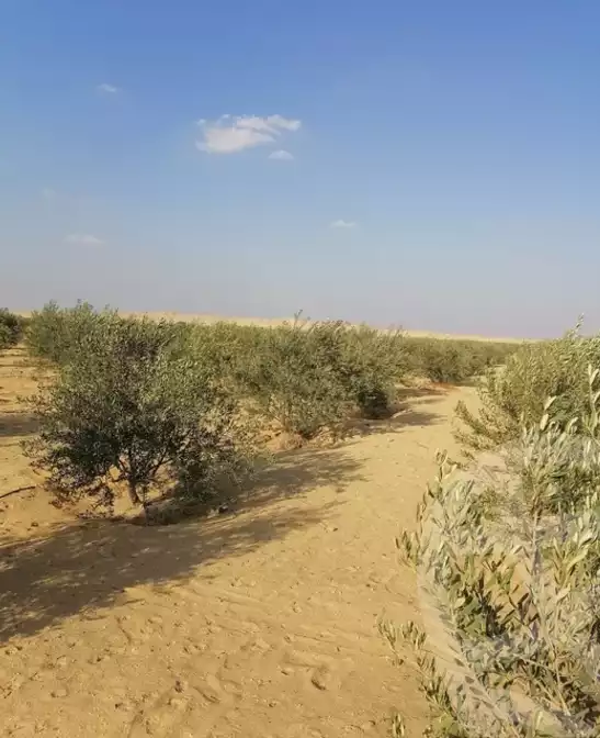 https://aqarmap.com.eg/en/listing/5361633-for-sale-el-fayoum-tamiya