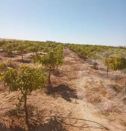 https://aqarmap.com.eg/en/listing/5374916-for-sale-new-valley-dakhla-oasis