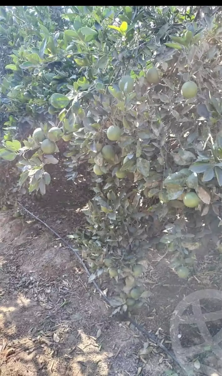 https://aqarmap.com.eg/en/listing/5408660-for-sale-beheira-new-nubariya