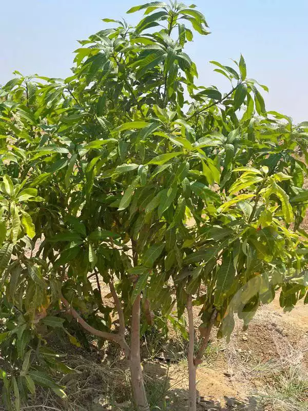 https://aqarmap.com.eg/en/listing/5454621-for-sale-suez-el-arebaaen-ismailia-suez-rd