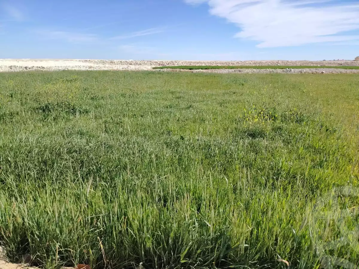 https://aqarmap.com.eg/ar/listing/5460782-for-sale-new-valley-farafra