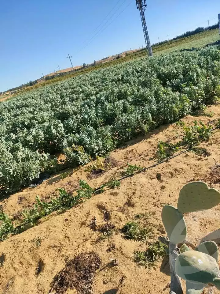 https://aqarmap.com.eg/en/listing/5460839-for-sale-beheira-wadi-el-natrun