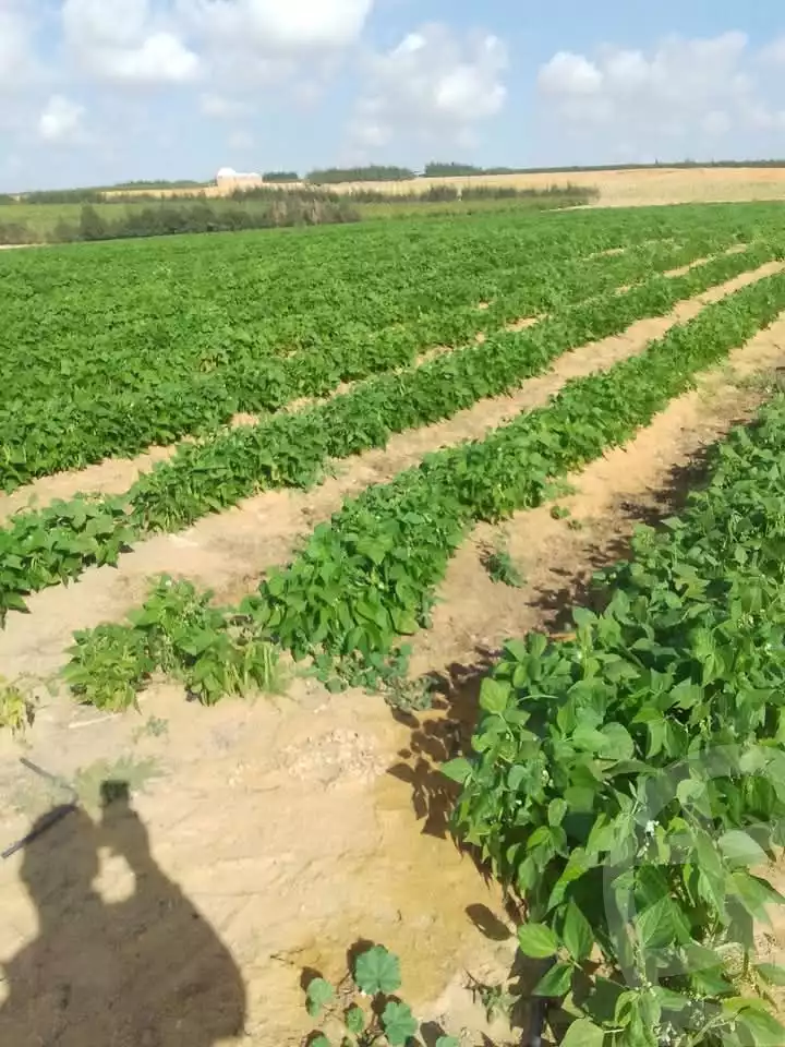 https://aqarmap.com.eg/en/listing/5466561-for-sale-beheira-wadi-el-natrun