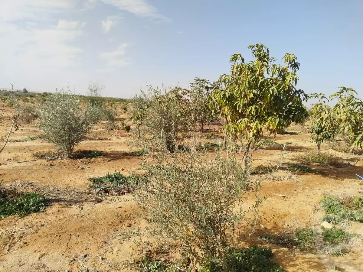 https://aqarmap.com.eg/en/listing/5468902-for-sale-suez-suez-city-hafez-ibrahim-st