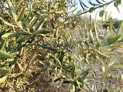 https://aqarmap.com.eg/ar/listing/5559995-for-sale-beheira-wadi-el-natrun