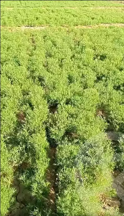https://aqarmap.com.eg/en/listing/5606725-for-sale-new-valley-farafra