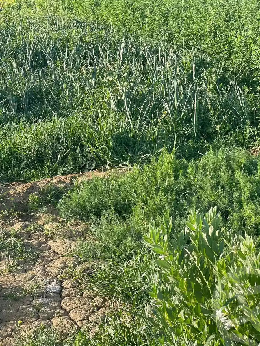 https://aqarmap.com.eg/en/listing/5612623-for-sale-new-valley-kharga-oasis