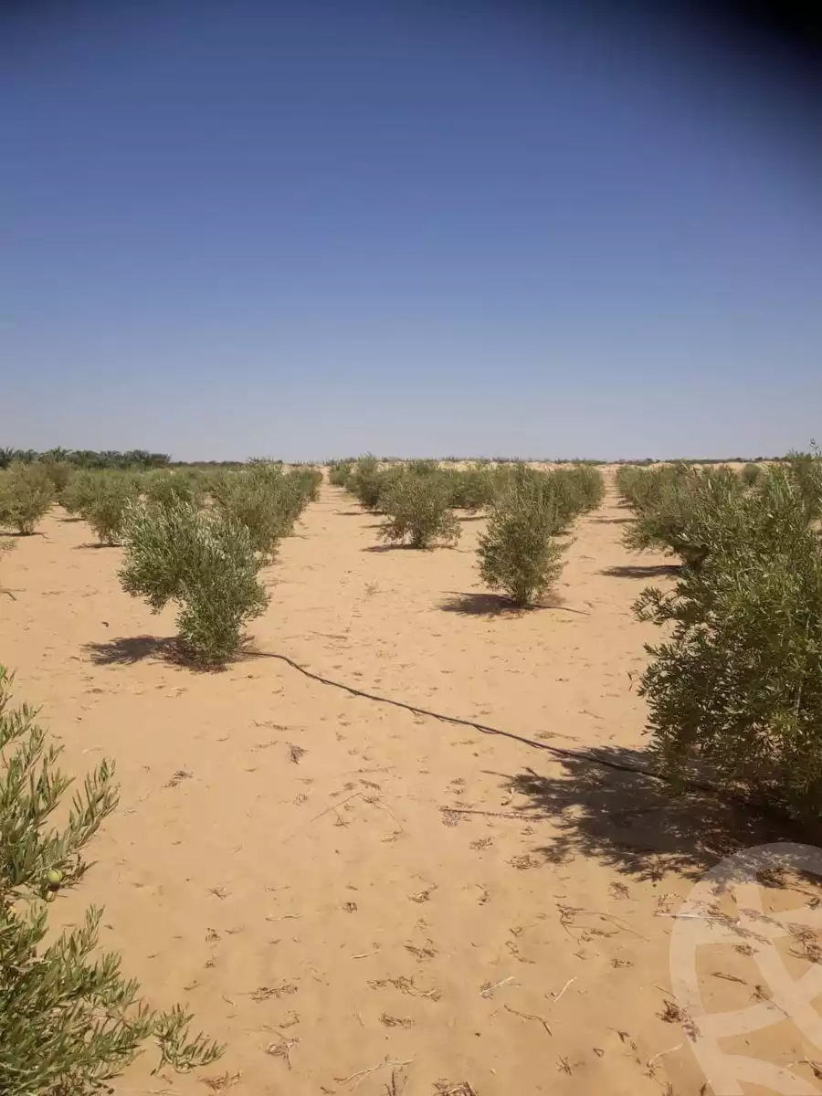 https://aqarmap.com.eg/ar/listing/5613634-for-sale-marsa-matruh-siwa-oasis-wahet-siwaa-city