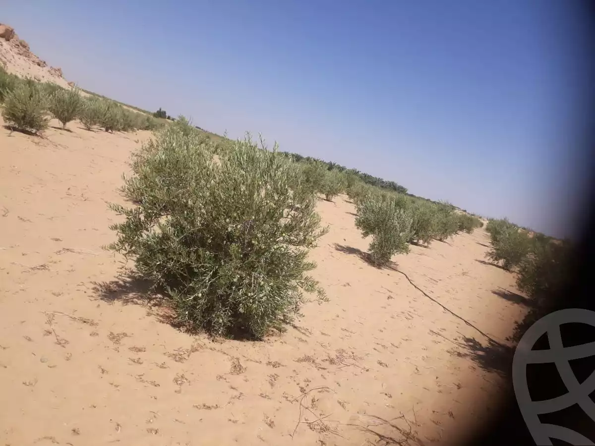 https://aqarmap.com.eg/ar/listing/5619588-for-sale-marsa-matruh-siwa-oasis-wahet-siwaa-city