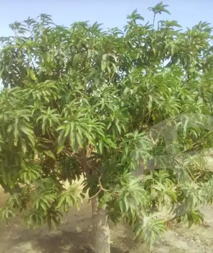 https://aqarmap.com.eg/en/listing/5630424-for-sale-suez-el-ganain-shandoura-village