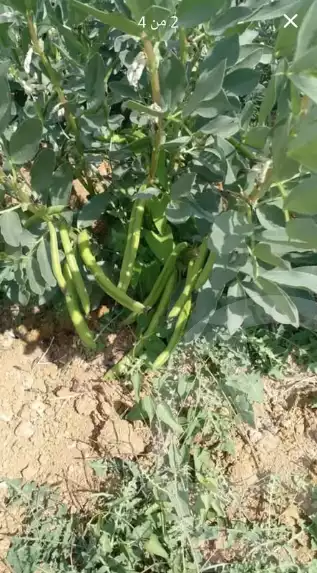 https://aqarmap.com.eg/en/listing/5634048-for-sale-beheira-wadi-el-natrun