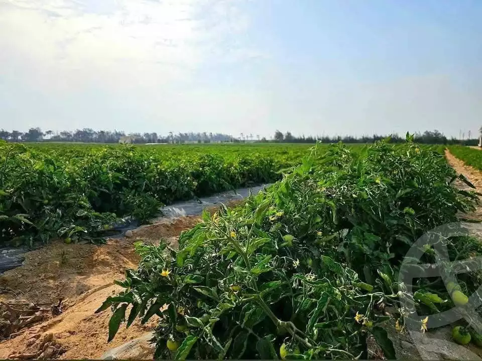 https://aqarmap.com.eg/en/listing/5634112-for-sale-beheira-wadi-el-natrun