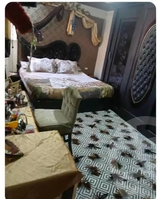https://aqarmap.com.eg/en/listing/5634394-for-sale-alexandria-l-jmy-lbytsh-el-talkhawy-st