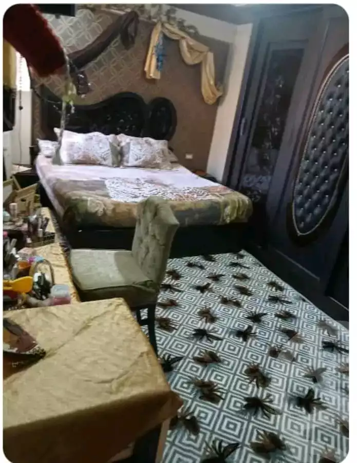 https://aqarmap.com.eg/ar/listing/5635653-for-sale-alexandria-l-jmy-lbytsh-el-talkhawy-st