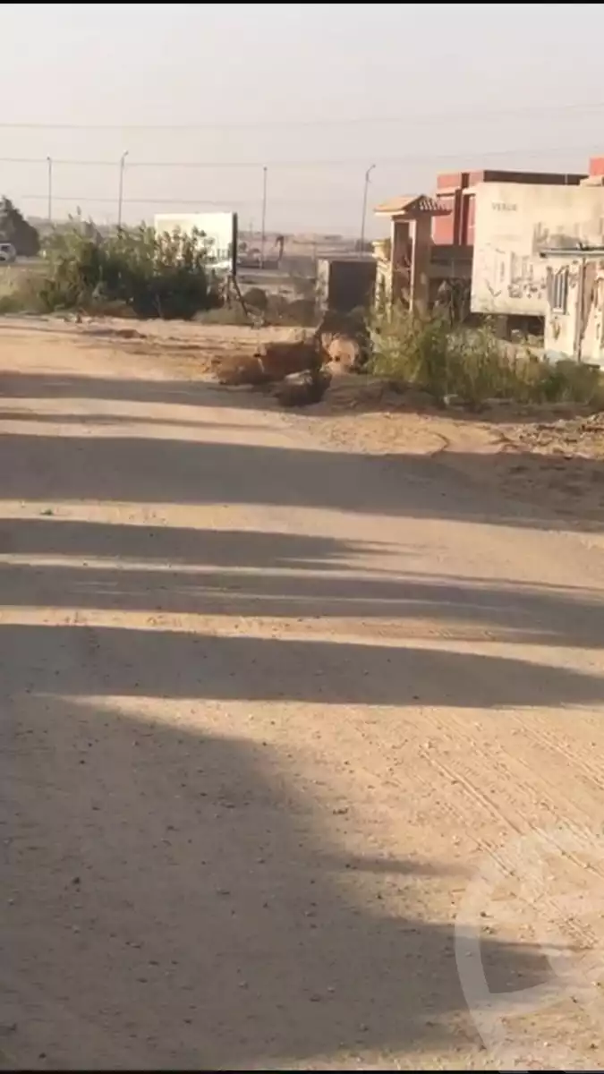 https://aqarmap.com.eg/en/listing/5644100-for-sale-cairo-6th-of-october-green-belt