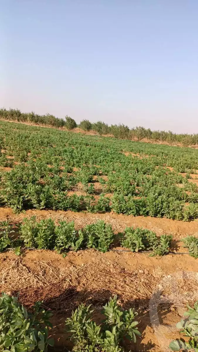 https://aqarmap.com.eg/en/listing/5687440-for-sale-el-minia-mdyn-lmny