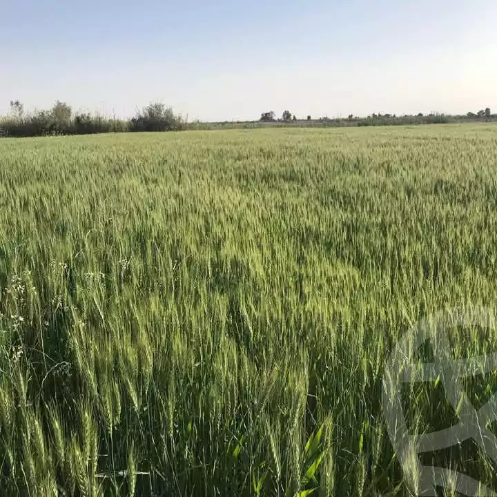 https://aqarmap.com.eg/ar/listing/5703551-for-sale-new-valley-farafra