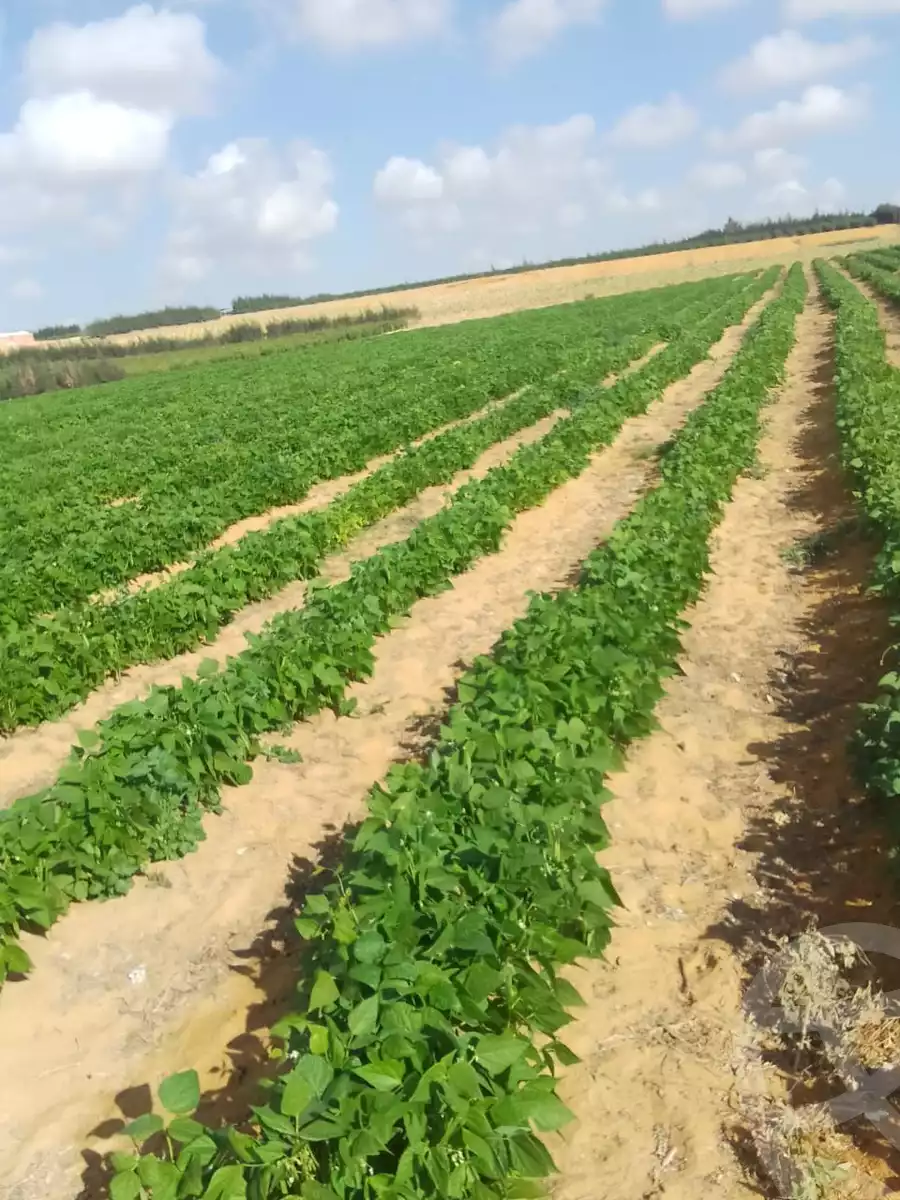 https://aqarmap.com.eg/ar/listing/5714508-for-sale-beheira-wadi-el-natrun