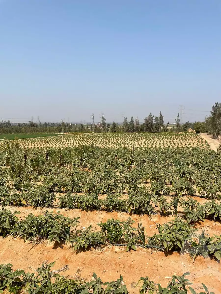 https://aqarmap.com.eg/en/listing/5716551-for-sale-cairo-el-sheikh-zayed-city-alex-cairo-desert-road-mntq-fr-y-btryq-skndryh-lshrwy
