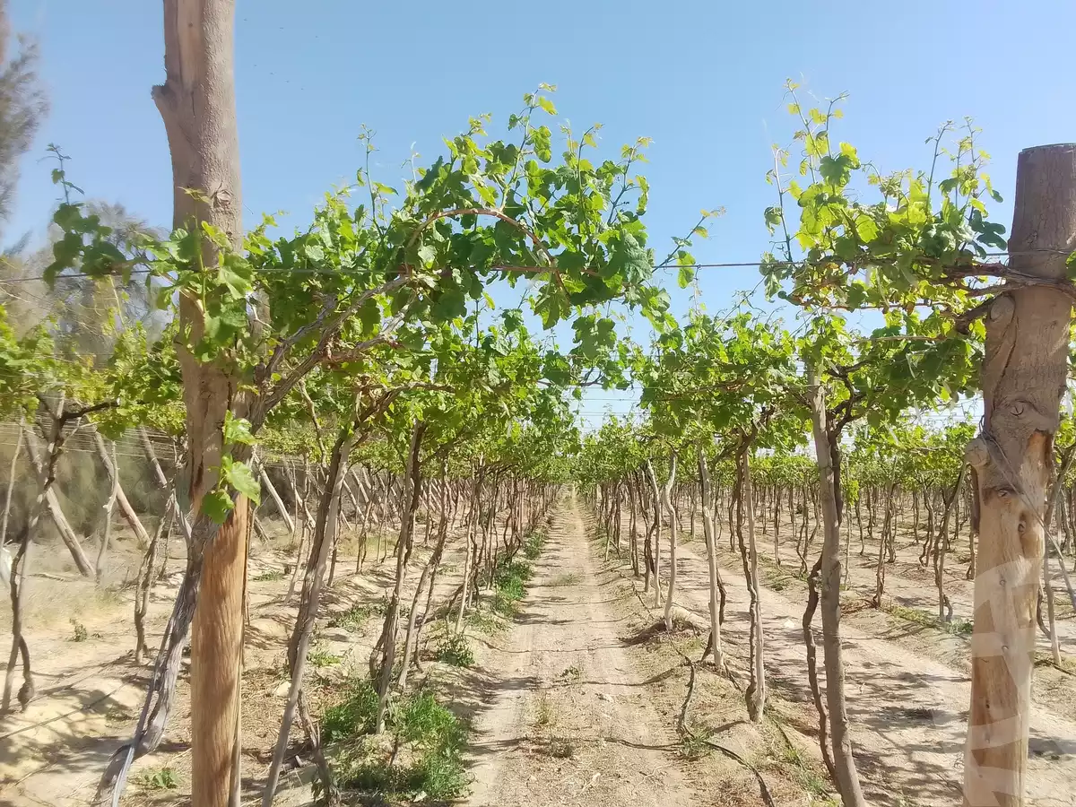 https://aqarmap.com.eg/en/listing/5745221-for-sale-beheira-wadi-el-natrun