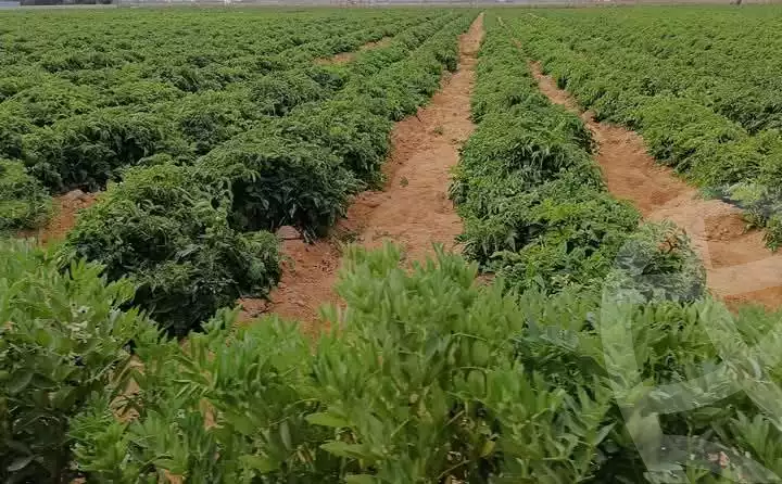 https://aqarmap.com.eg/en/listing/5768489-for-sale-beheira-wadi-el-natrun