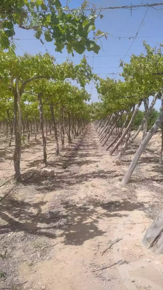 https://aqarmap.com.eg/ar/listing/5779414-for-sale-beheira-wadi-el-natrun