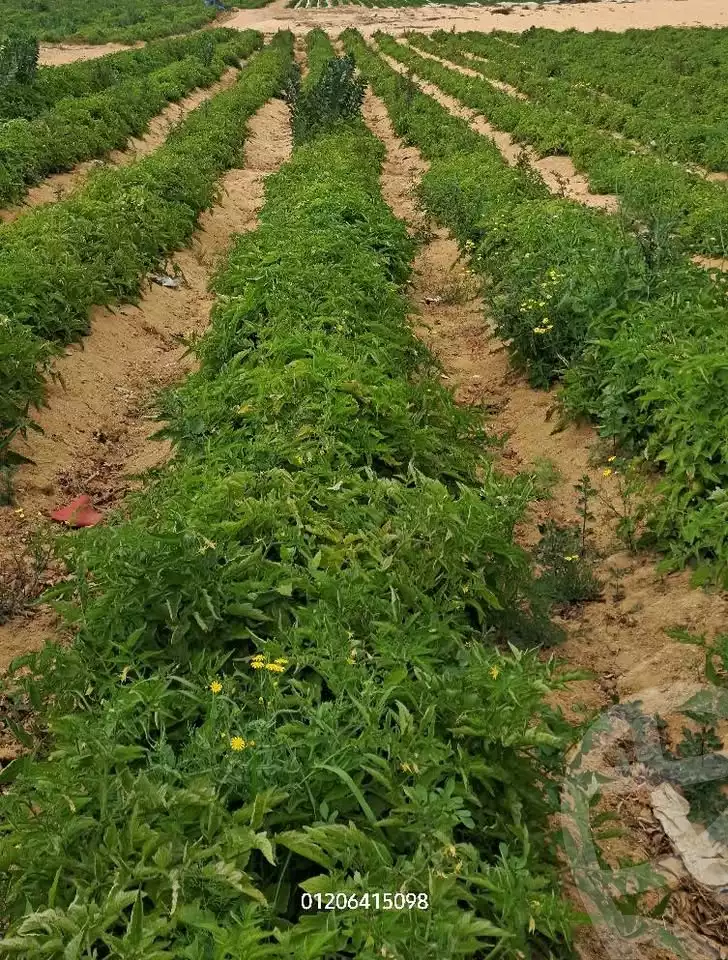https://aqarmap.com.eg/en/listing/5779497-for-sale-alexandria-cairo-alexandria-desert-road