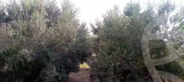 https://aqarmap.com.eg/ar/listing/5779629-for-sale-el-fayoum-tamiya-tamiyyah-city