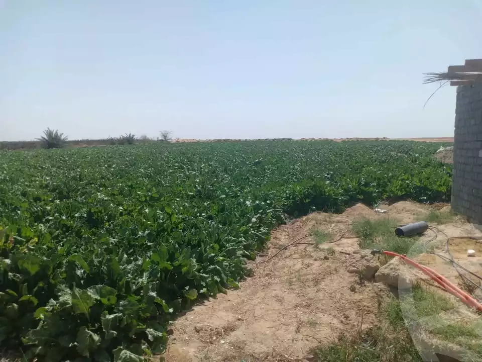 https://aqarmap.com.eg/ar/listing/5779729-for-sale-beheira-wadi-el-natrun