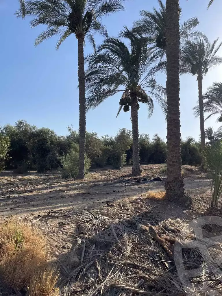 https://aqarmap.com.eg/en/listing/5830497-for-sale-cairo-el-mansuriyyah-el-saliba