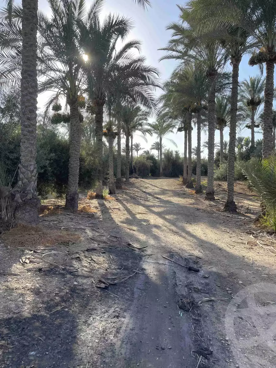 https://aqarmap.com.eg/en/listing/5832212-for-sale-cairo-el-mansuriyyah-el-saliba