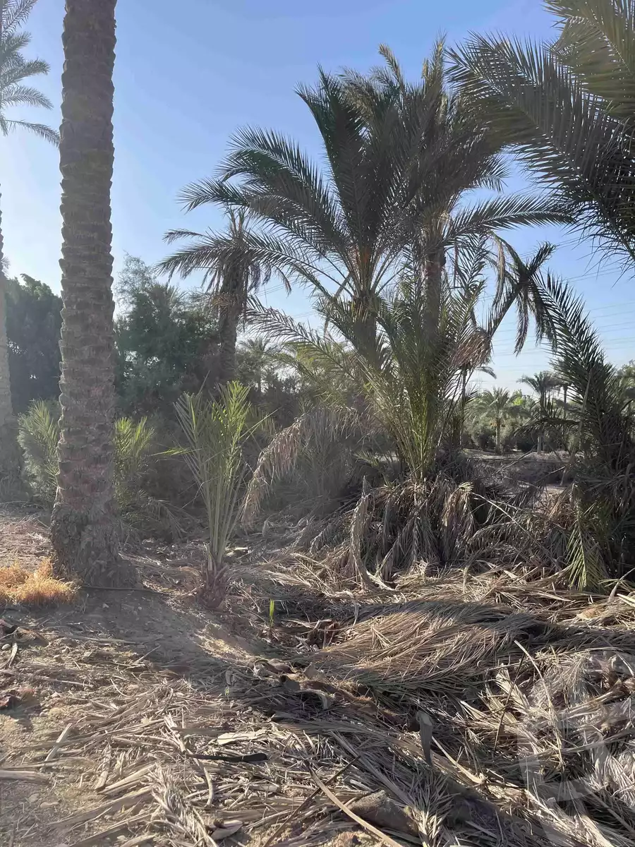 https://aqarmap.com.eg/ar/listing/5832219-for-sale-cairo-el-mansuriyyah-el-saliba