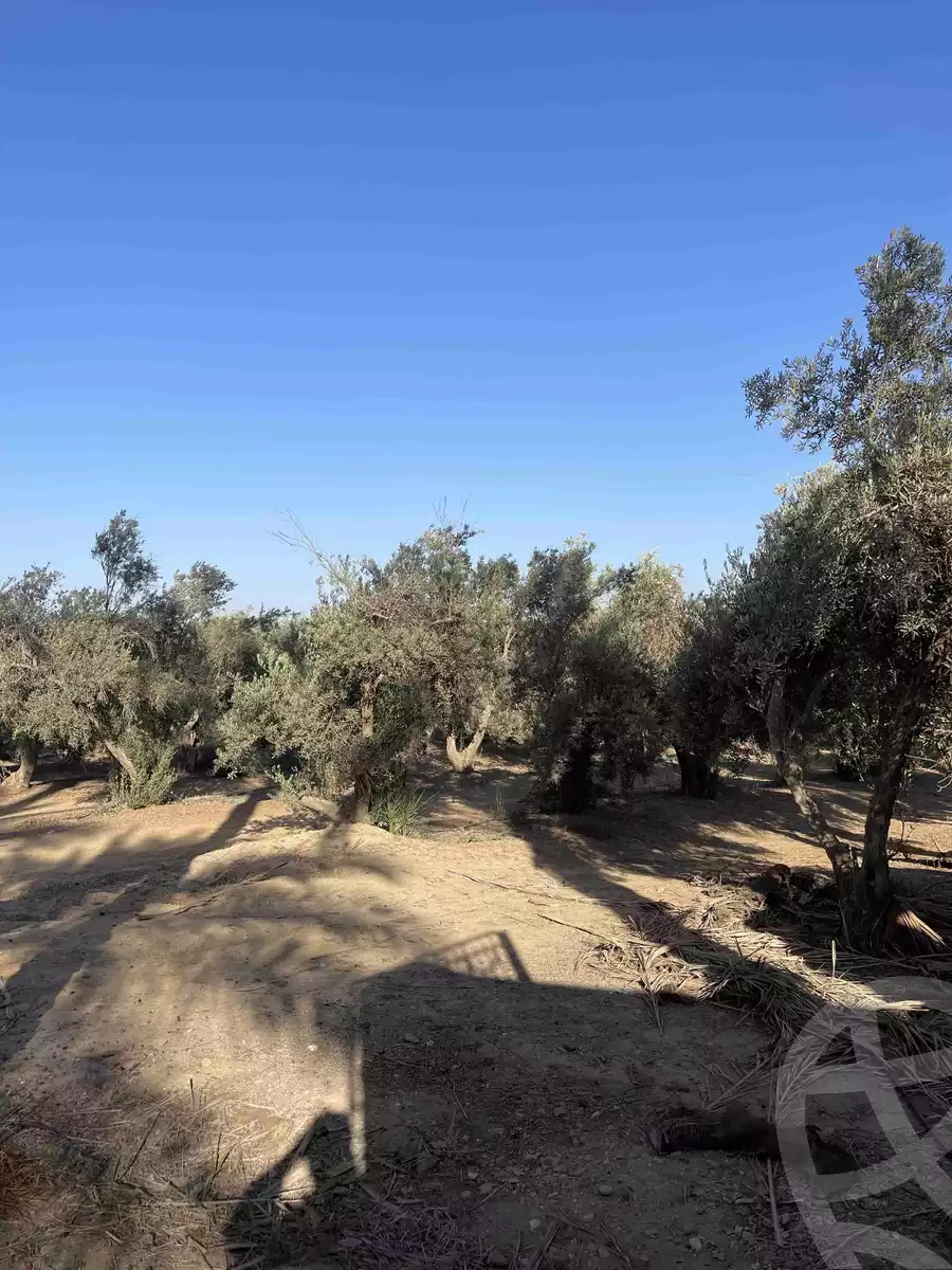https://aqarmap.com.eg/ar/listing/5832241-for-sale-cairo-el-mansuriyyah-el-saliba