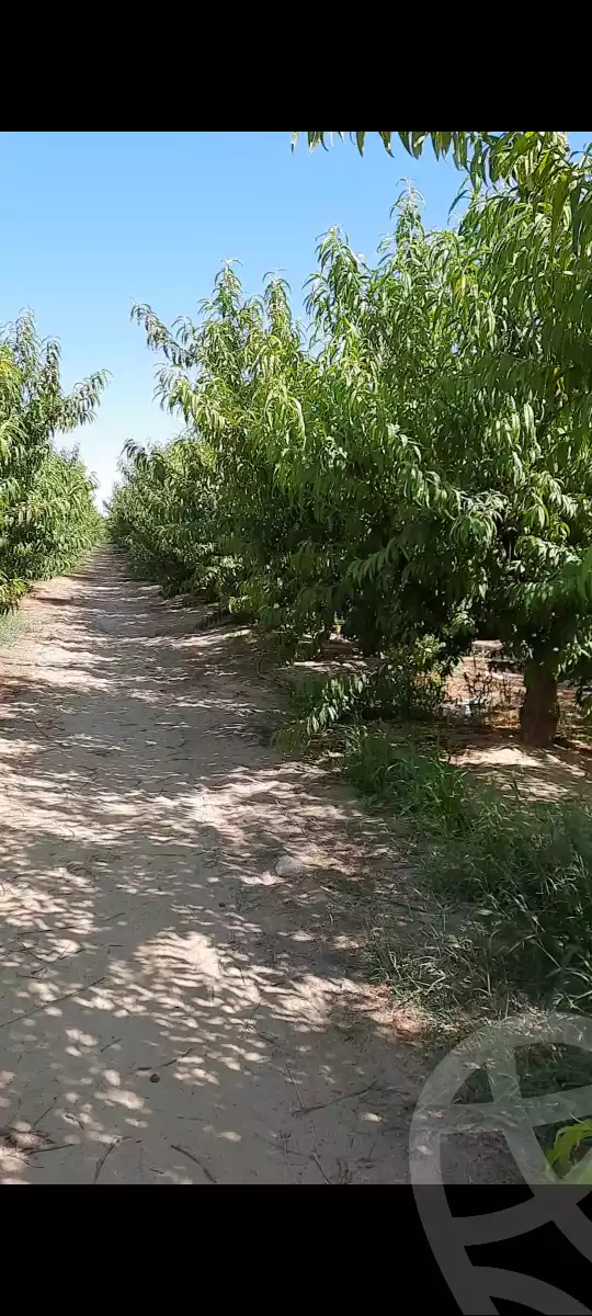 https://aqarmap.com.eg/ar/listing/5845201-for-sale-beheira-new-nubariya