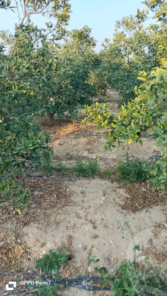 https://aqarmap.com.eg/en/listing/5849274-for-sale-alexandria-cairo-alexandria-desert-road