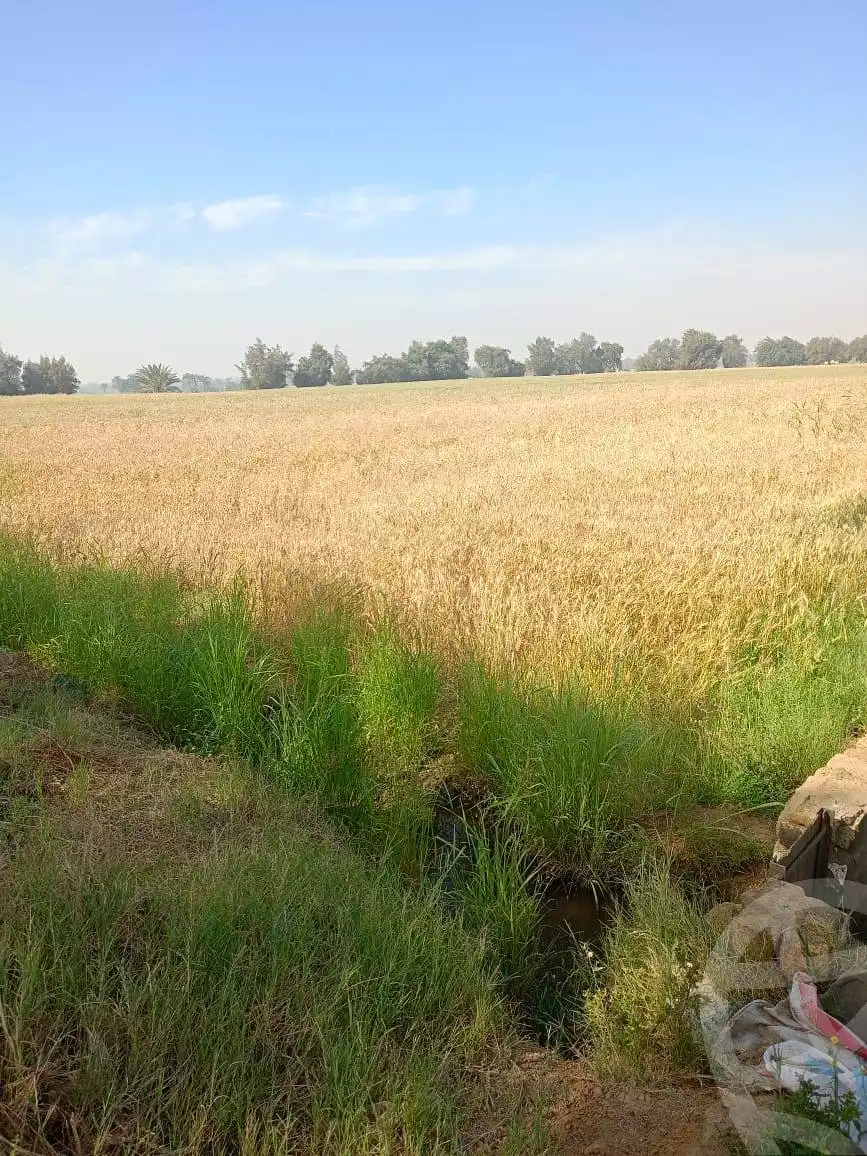 https://aqarmap.com.eg/en/listing/5858205-for-sale-el-fayoum-tamiya-kom-ushaim