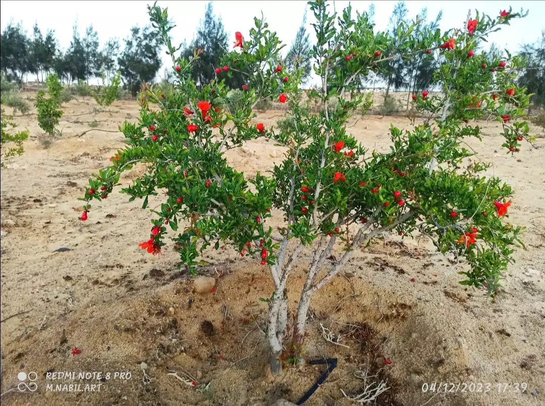 https://aqarmap.com.eg/en/listing/5863510-for-sale-beheira-wadi-el-natrun-el-gaar